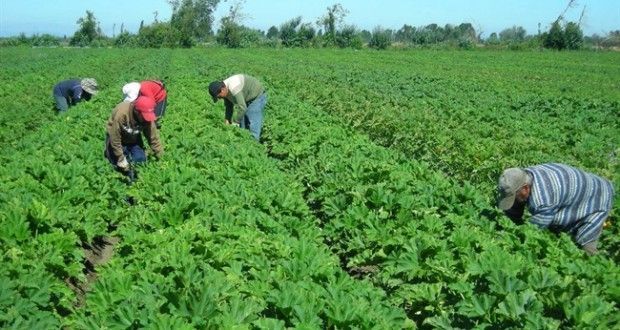 Empresas agrícolas y pecuarias invertirán mil 500 mdd en el campo - campo