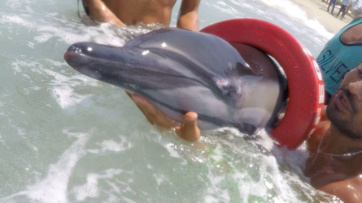 Rescatan a delfín varado en Puerto Escondido