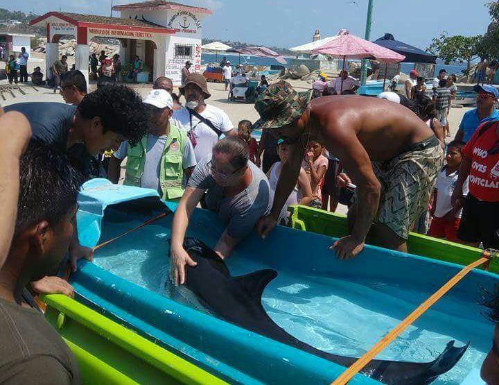 Rescatan a delfín varado en Puerto Escondido - delfin1