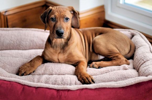 ¿Los animales tienen derechos? - derechos-de-animales-3