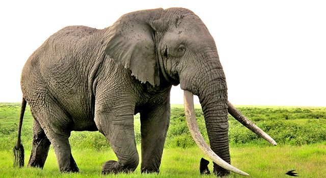 Las horas que duerme un elefante - elefante-I