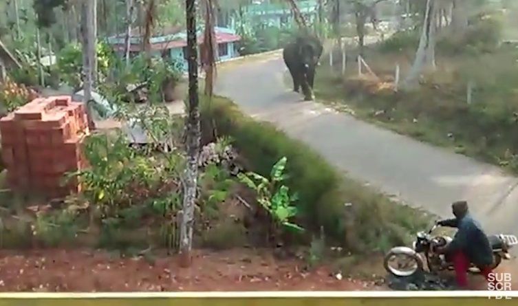 Video: motociclista escapa de ataque de elefante