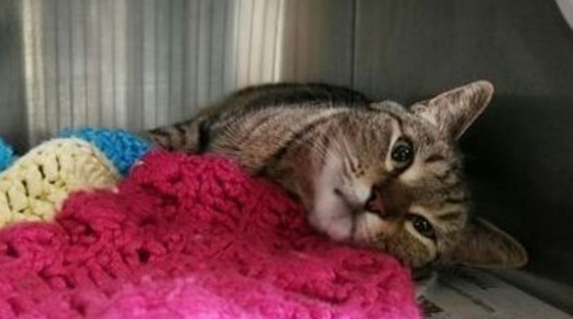 #Viral encuentran en Canadá a gata que se perdió en California - gata-perdida-1