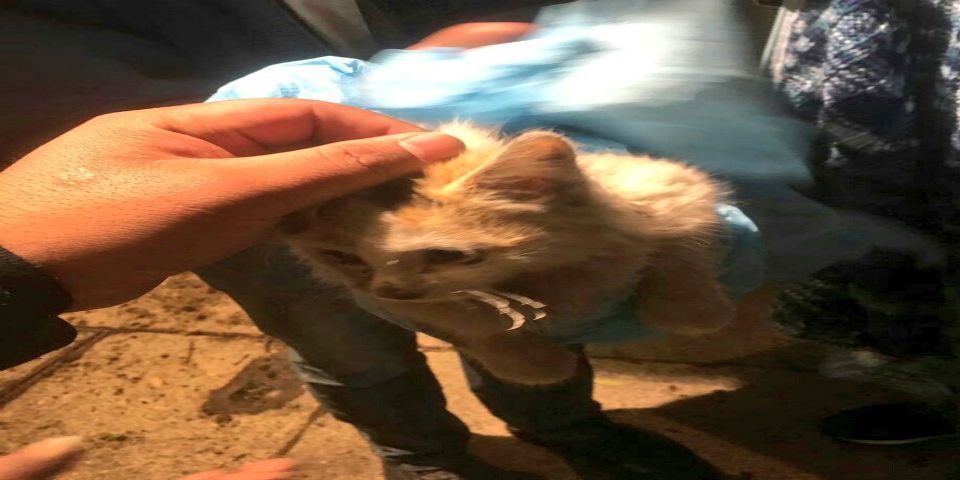 Bomberos rescatan a gatito en Reforma