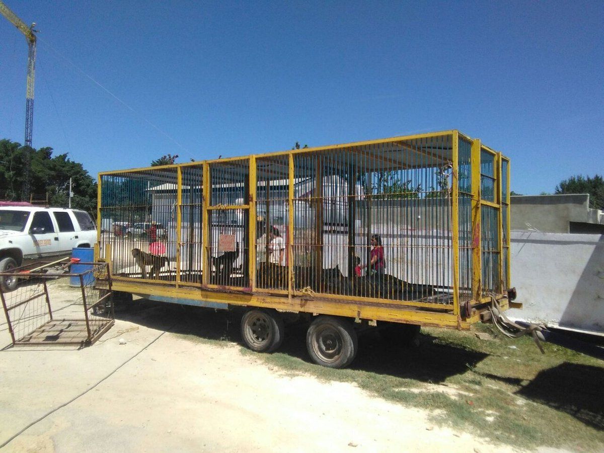 Profepa asegura siete animales de circo - golden