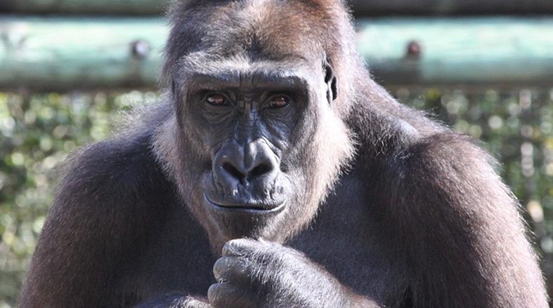 Gorila lanza pedazo de madera a multitud y golpea a embarazada