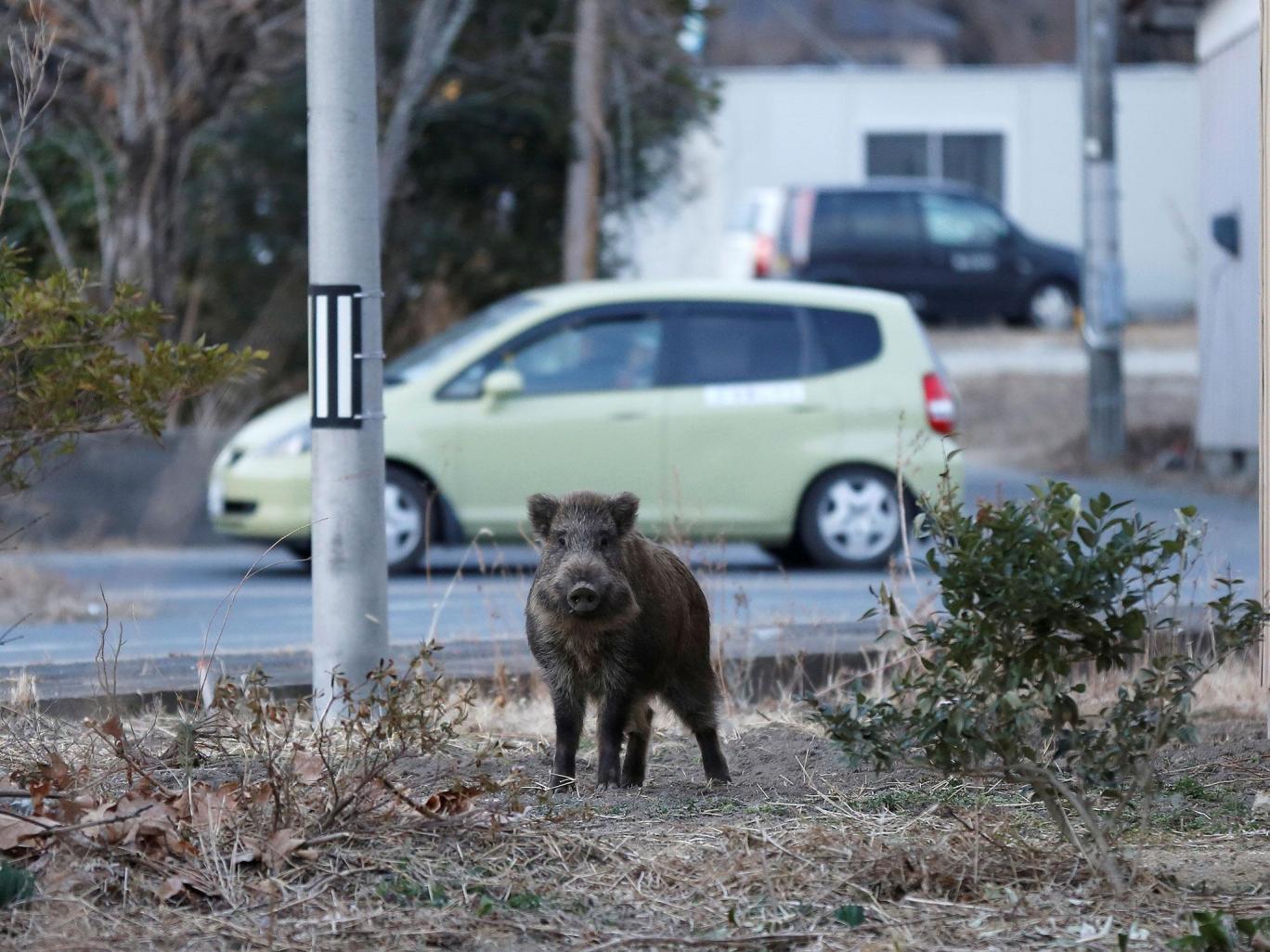 Poblado cercano a Fukushima se llena de jabalíes