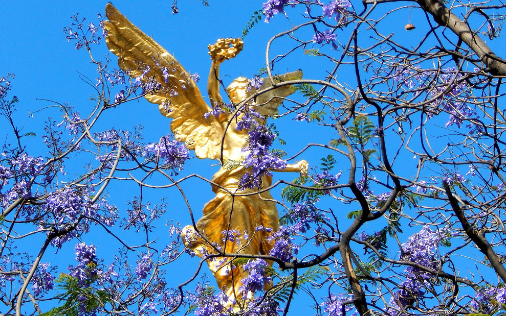 ¿Cómo llegaron las jacarandas a la Ciudad de México?
