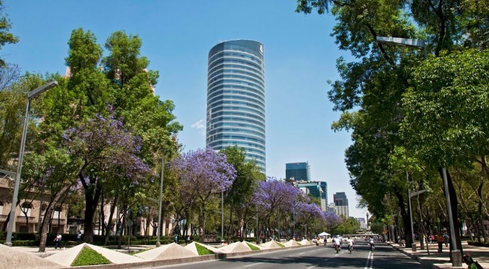 ¿Cómo llegaron las jacarandas a la Ciudad de México? - jacarandas-II