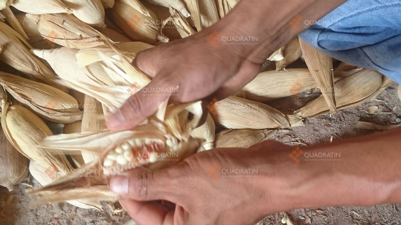 Estados Unidos contrata a 56 jornaleros oaxaqueños - jormaleros-3