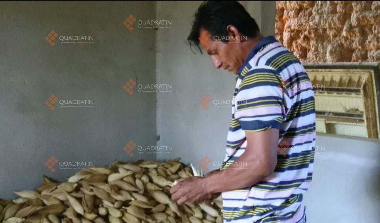 Estados Unidos contrata a 56 jornaleros oaxaqueños - jornaleros