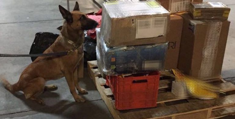 Encuentran lanzagranadas en empresa de paquetería en Morelia - lanzagranadas-perrito-770x392