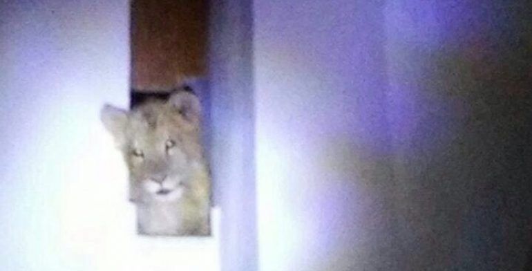 Aparecen dos leones en Jalisco