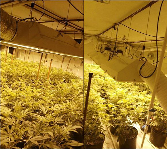 Aseguran bodega con más de cinco mil plantas de mariguana en Naucalpan - marihuana-naucalpan-2