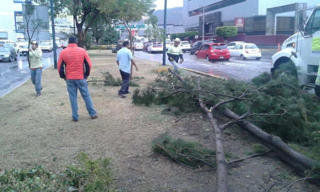 Fuertes lluvias y granizo en Morelia - morelia-arbol-1024x614