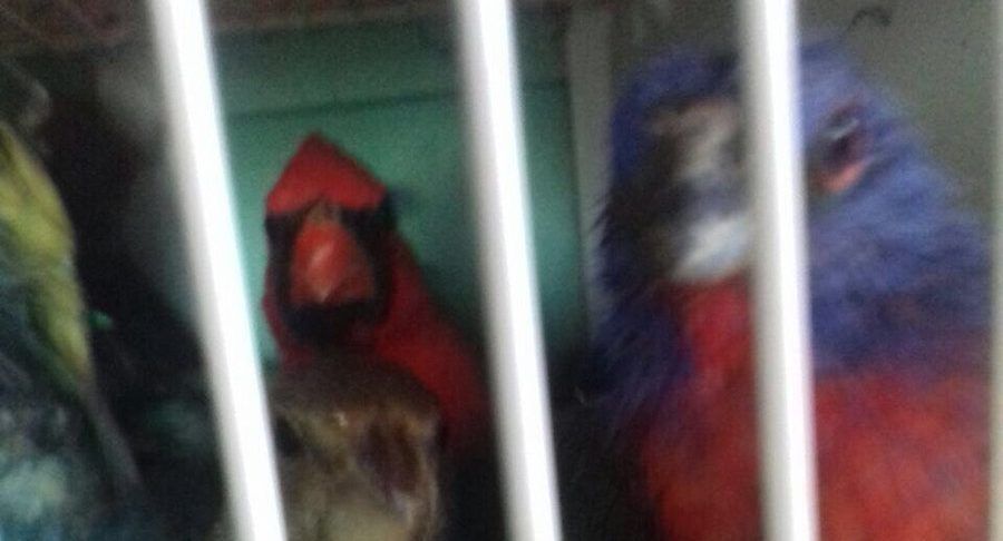 Detienen a sujeto que pretendía llevar 168 aves a Alemania