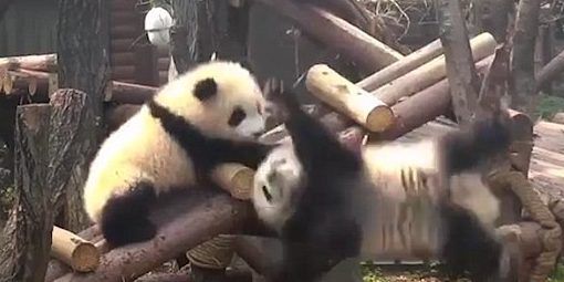 #Viral Bebé panda tira a su hermana desde escalera de troncos