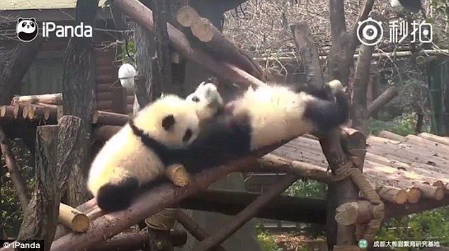 #Viral Bebé panda tira a su hermana desde escalera de troncos - panda