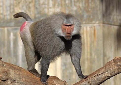 Profepa asegura siete animales de circo - papiooon-e1490549803870