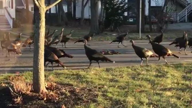 #Viral Pavos ‘danzan’ alrededor de un gato muerto