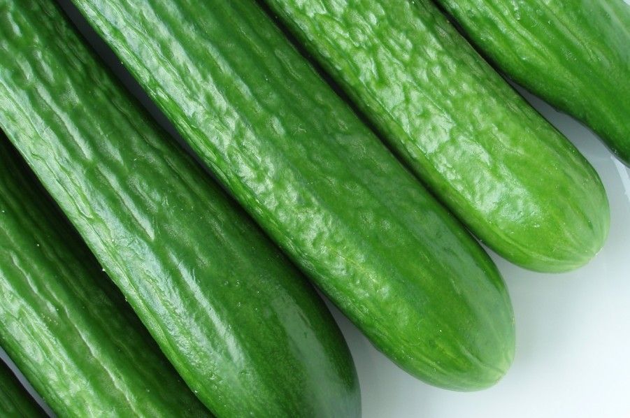 Agricultores oaxaqueños exportarán pepino inglés a EE.UU.