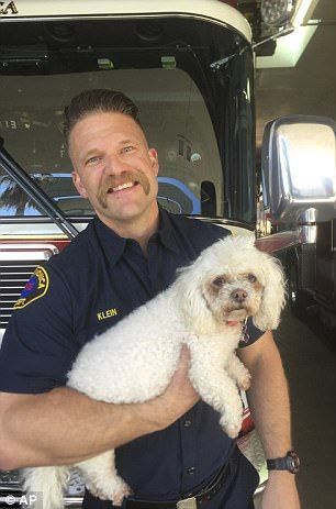 Video: bomberos reaniman a un perro - perro-6