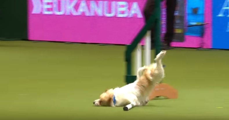 Video: perro tropieza en competencia canina