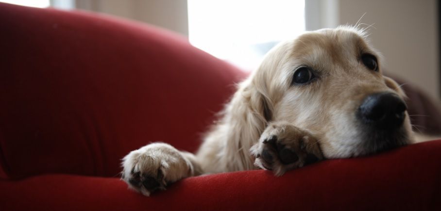 Enfermedades que las mascotas pueden contagiar a humanos