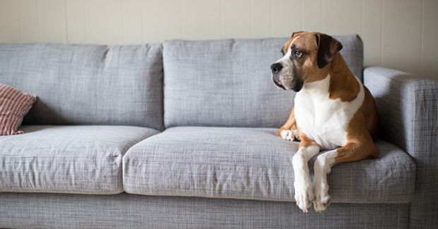 Enfermedades que las mascotas pueden contagiar a humanos - perro-II