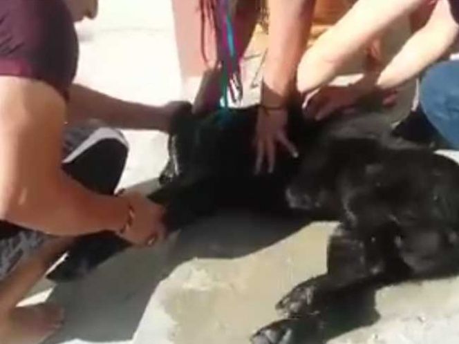 Acusan a municipio oaxaqueño de envenenar a 24 perros