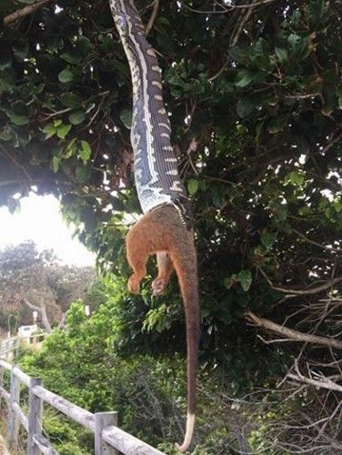 #Viral pitón traga zarigüeya gigante colgada de un árbol - pitón-2