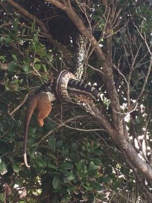 #Viral pitón traga zarigüeya gigante colgada de un árbol - pitón-3