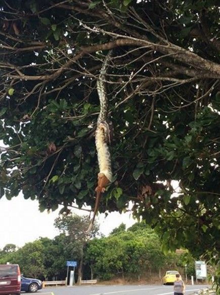 #Viral pitón traga zarigüeya gigante colgada de un árbol - pitón-4