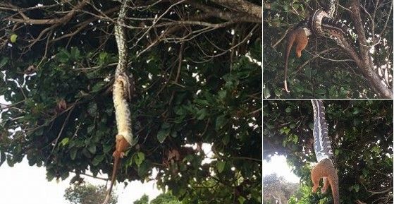 #Viral pitón traga zarigüeya gigante colgada de un árbol
