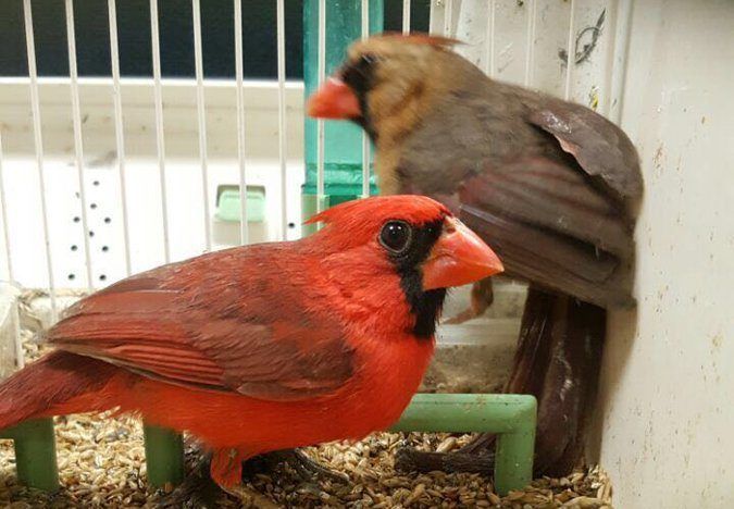 Detienen a sujeto que pretendía llevar 168 aves a Alemania - ppaajaj-e1490570376386