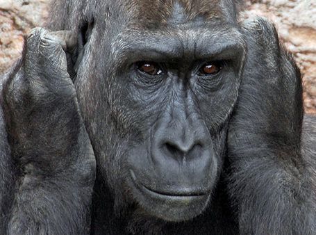 Gorila lanza pedazo de madera a multitud y golpea a embarazada - praline-e1488905305911