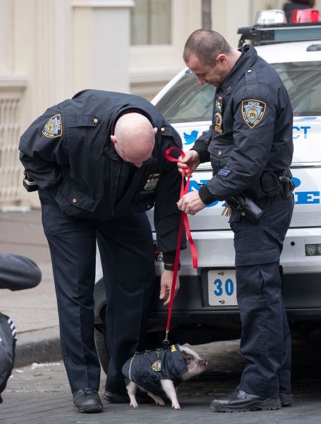El cerdo que se pasea por Nueva York disfrazado de policía - puerco-policía
