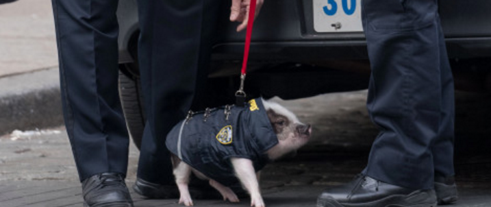El cerdo que se pasea por Nueva York disfrazado de policía