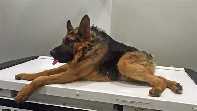 Quasimodo, el pastor alemán rechazado por la sociedad