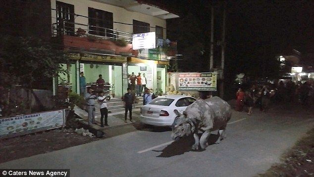 #Viral Rinoceronte recorre calles de Nepal