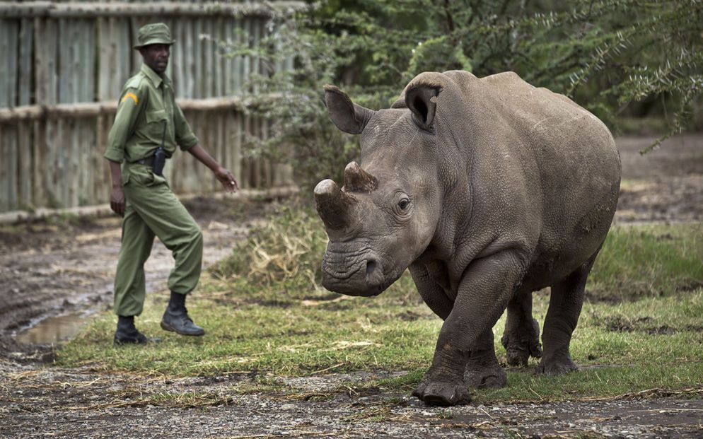 Sudáfrica planea permitir comercio de cuernos de rinoceronte - rinoceronte