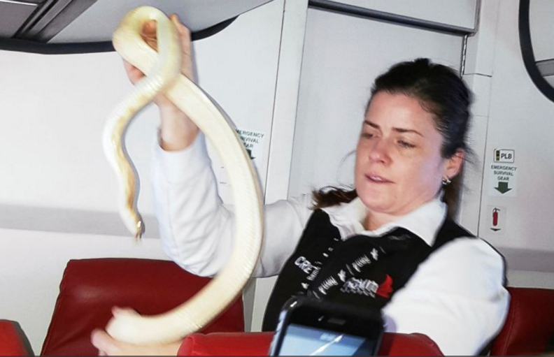 Serpiente causa pánico en pleno vuelo