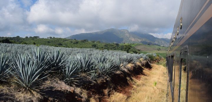 Jalisco obtiene récord Guinness por cata de tequila más grande del mundo - tequila