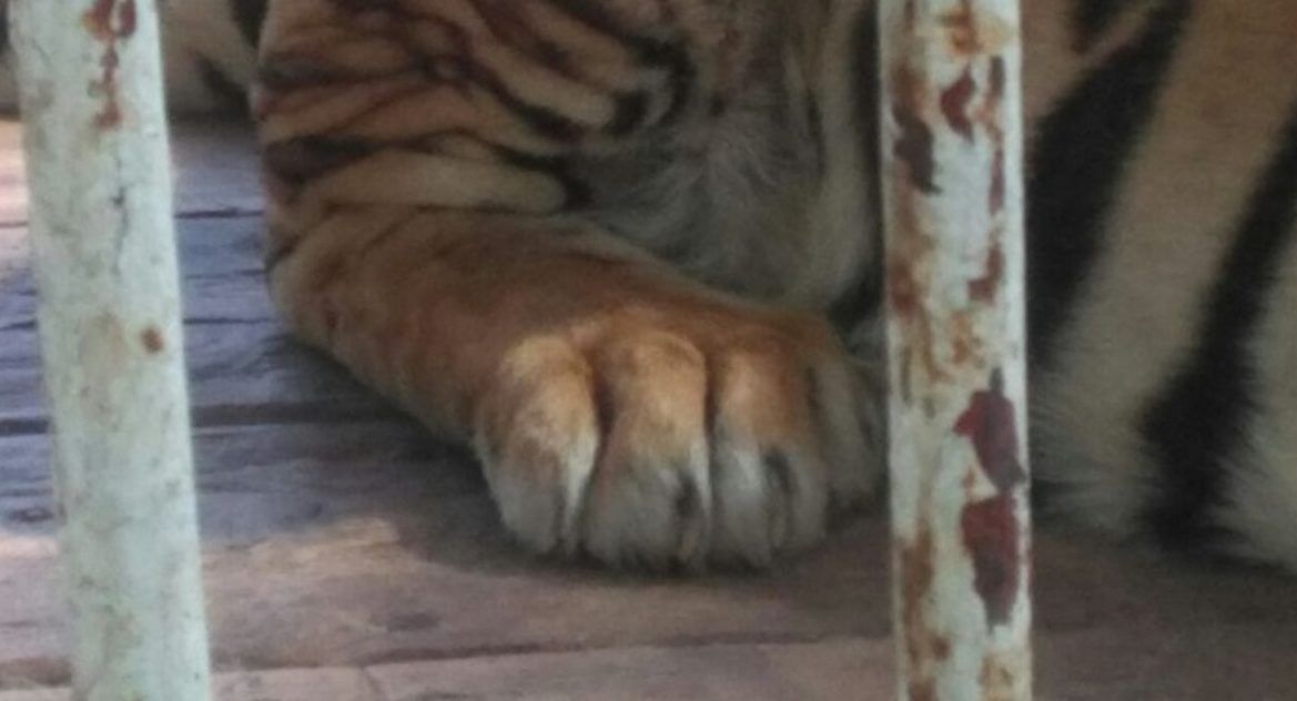 Profepa asegura siete animales de circo