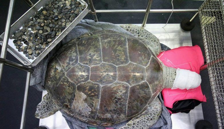 Extraen 915 monedas a tortuga en Tailandia