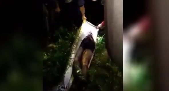 #Video Pitón se traga entero a hombre en Indonesia