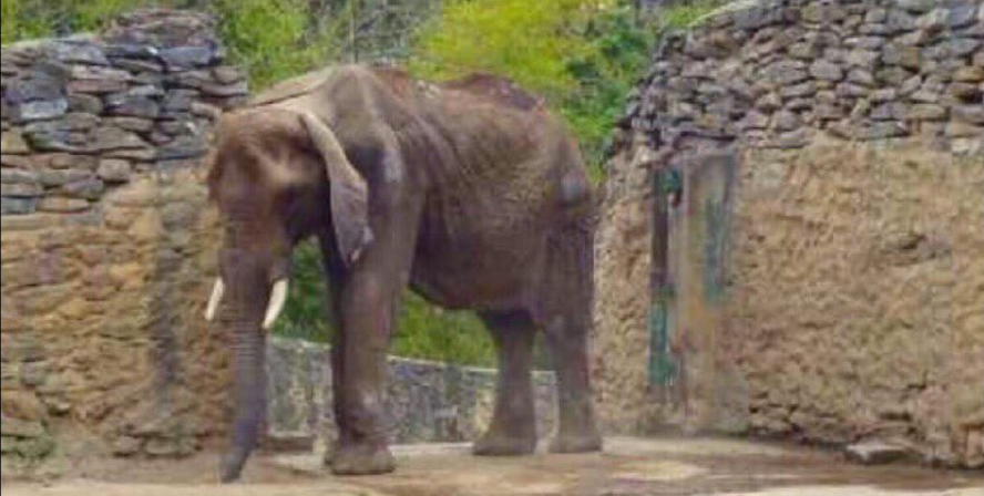 Denuncian desnutrición de elefanta en Venezuela