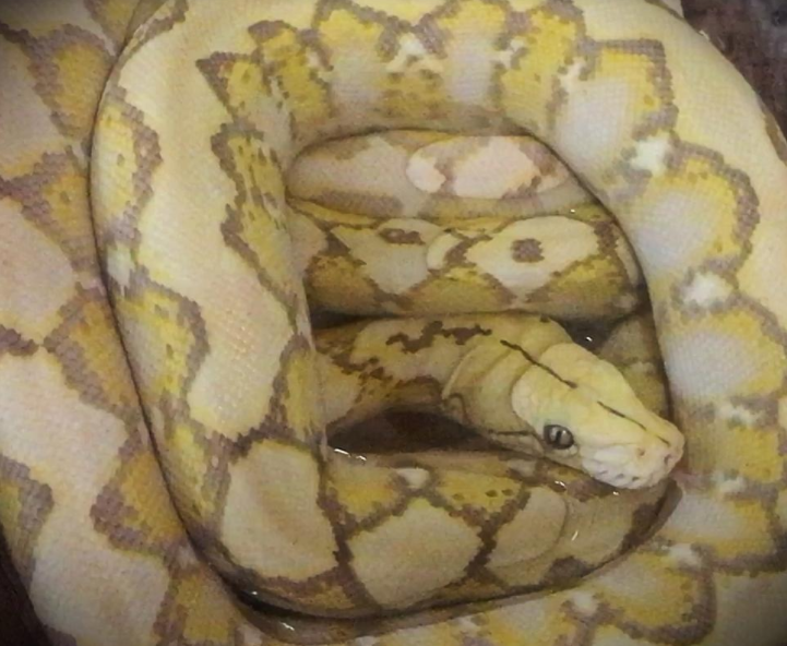 Encuentran pitón en habitación de hotel en Massachusetts - Captura-de-pantalla-2017-04-11-a-las-12.58.59