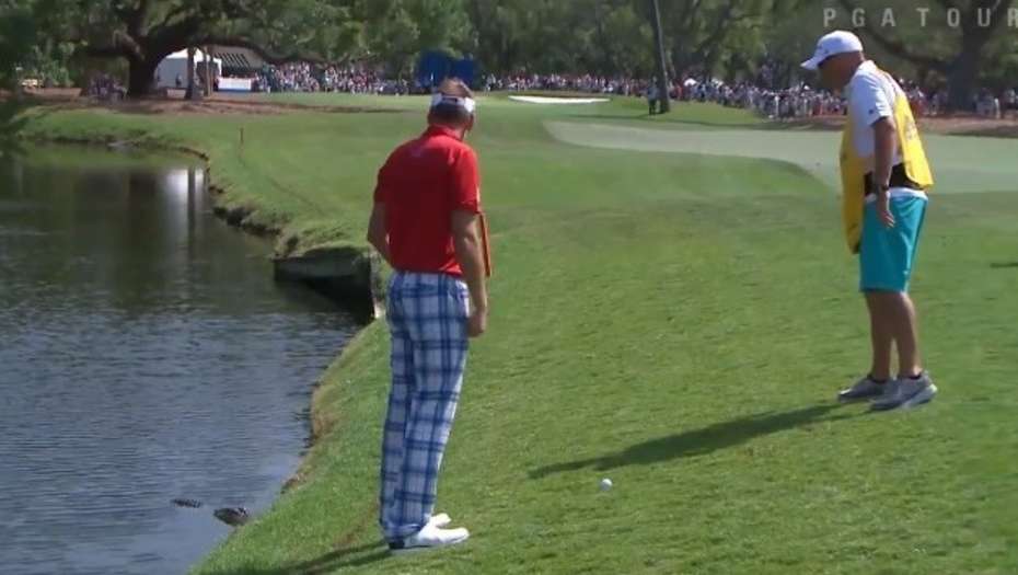 #Video Golfista realiza golpe con cocodrilo acechándolo