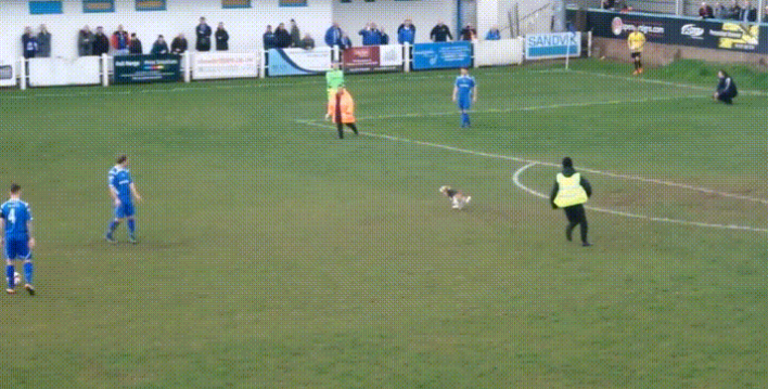 #Video Perro interrumpe partido en Inglaterra por 7 minutos #Video Perro interrumpe partido en Inglaterra por 7 minutos